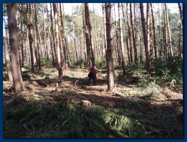 600x449 pixels (207K)